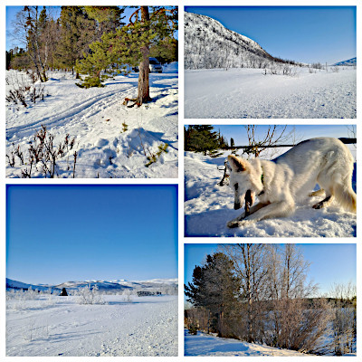 Eyla und Xora im finnischen Winter