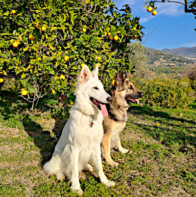 Schafhunde im Orangenhain