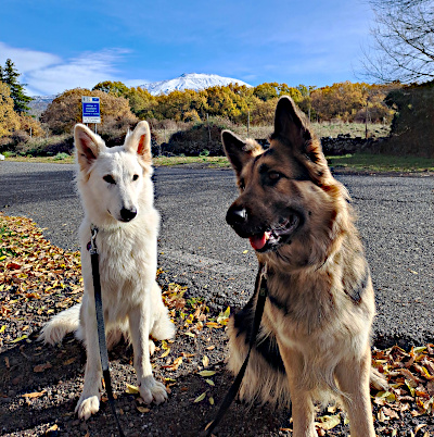 Schafhunde vor dem Ätna