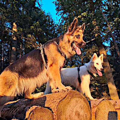 Hunde im Sonnenuntergang