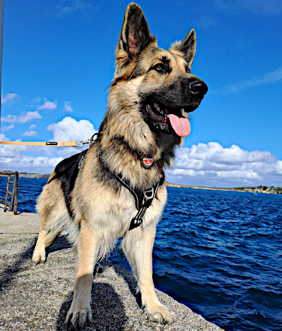 Xora liebt den Atlantik